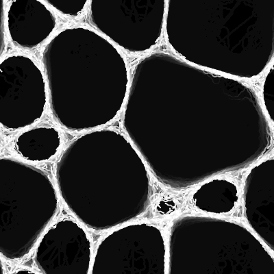 Physarum Polycephalum undefined